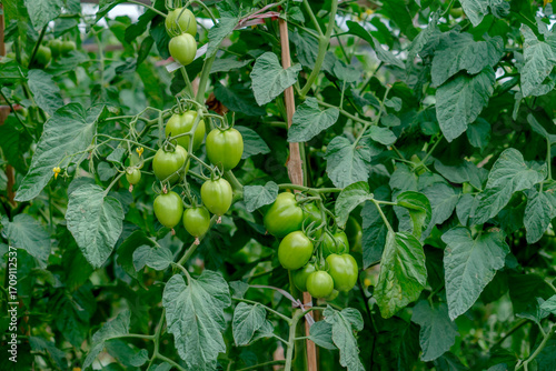 Green tomatoes growing in clusters on healthy vines supported by wooden stakes in a farm garden, symbolizing organic agriculture, natural food, healthy lifestyle, and sustainable farming practices.
