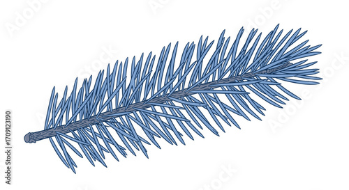 A close up view of a blue spruce pine needle branch in an isolated white background.