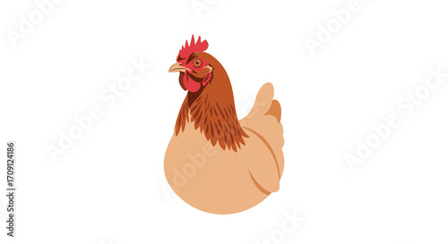 A plump brown hen with a red comb stands confidently on a white background.