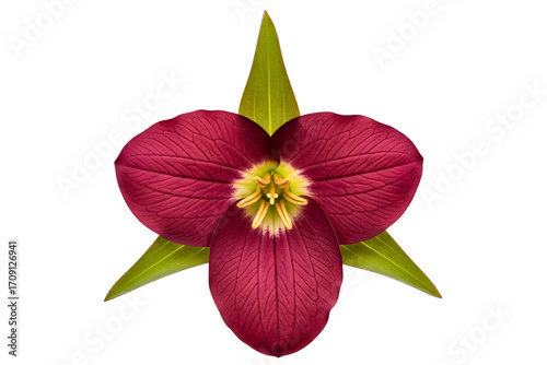 Red wake robin trillium flower in bloom with green leaves isolated on a transparent background