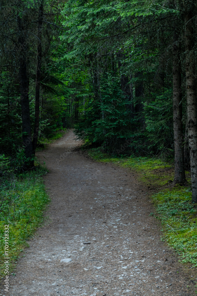 Fototapeta premium Wide Trail through Pine Trees Along Bowman Lake