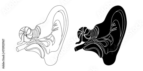 Human Ear Vector Illustration (Outline and Silhouette)