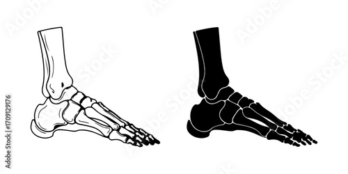 Human Foot Bones Vector Illustration (Outline and Silhouette)