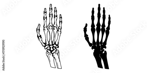 Human Hand Bones Vector Illustration (Outline and Silhouette)