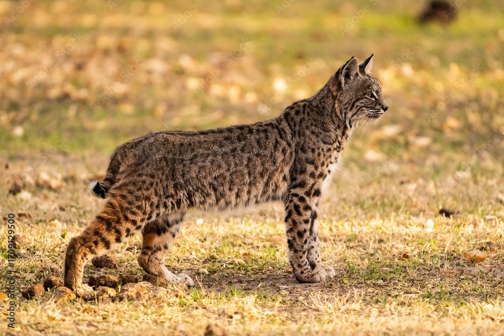 Obraz premium Young Bobcat Stands At Attention In A Grassy Field In Big Bend