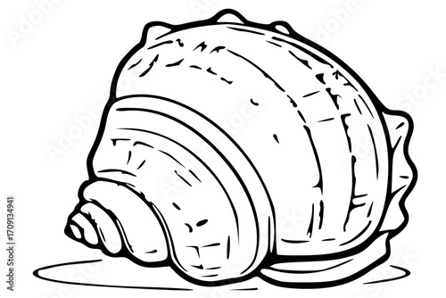 Detailed line drawing of a large, spiraled seashell resting on a flat surface.