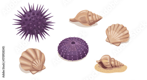Collection of sea shells and urchins on a white background