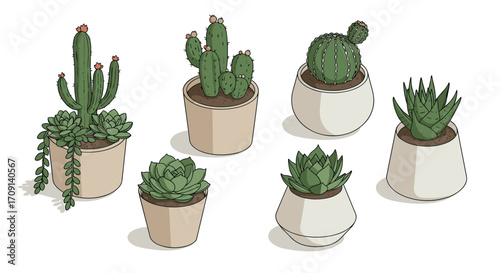 Collection of potted cacti and succulents in stylish planters
