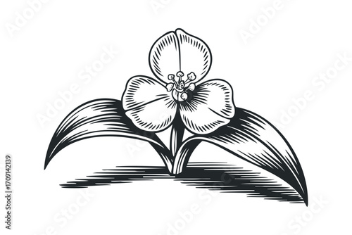 Engraved botanical flower with leaves isolated on white. Vector hand drawn illustration