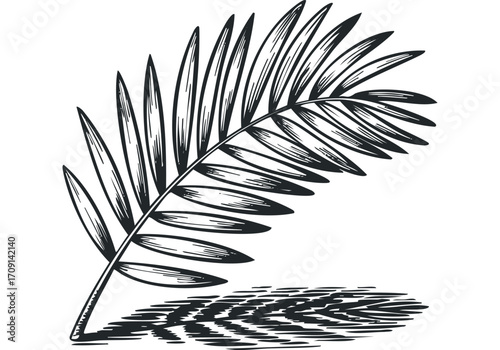 Single palm frond with detailed shadow isolated on white background. Vector hand drawn illustration