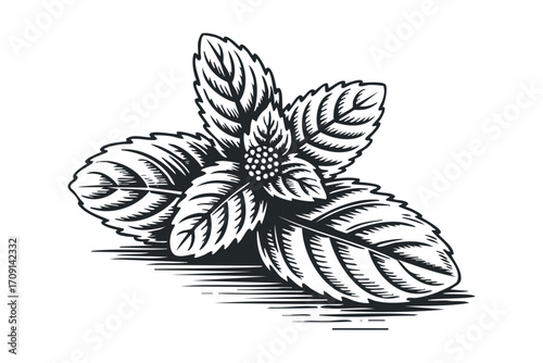 Monochromatic engraving style mint leaves on transparent background. Vector hand drawn illustration