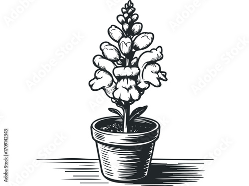 Potted snapdragon flower in a simple black and white linocut style. Vector hand drawn illustration