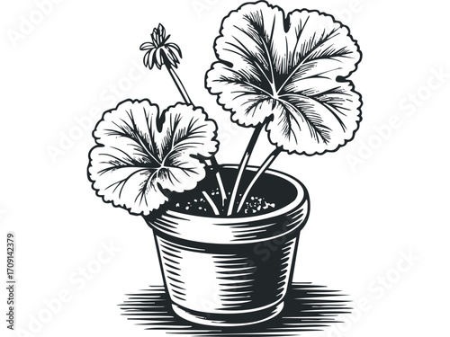 Potted Geranium with Large Leaves and Bud. Vector hand drawn illustration