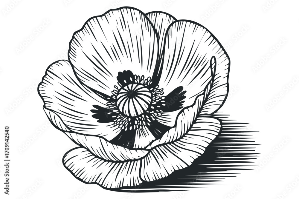 Obraz premium Single Poppy Flower Outline with Shadow. Vector hand drawn illustration