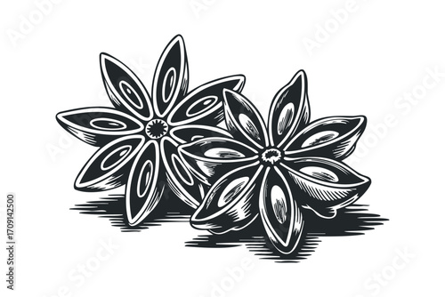 Two star anise seed pods on a transparent background. Vector hand drawn illustration