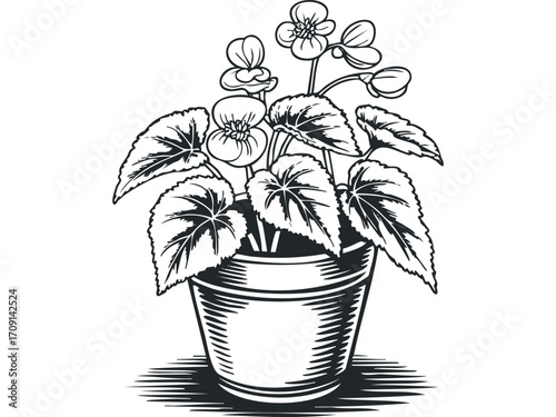 Black and white line drawing of a flowering plant in a pot on a transparent background. Vector hand drawn illustration