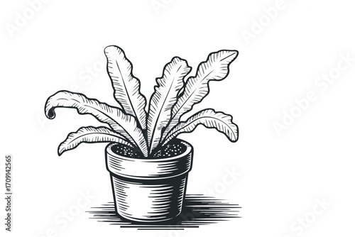 Potted fern plant in hatched drawing style transparent. Vector hand drawn illustration