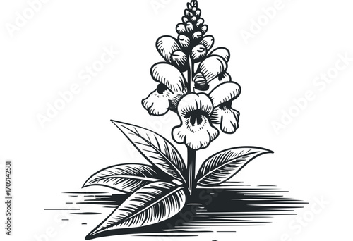 Black and white engraving of a flowering plant with detailed leaves and bloom spike. Vector hand drawn illustration