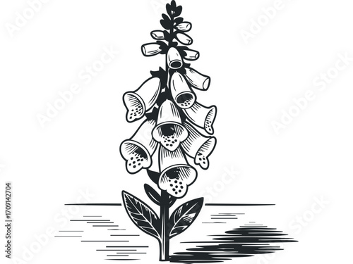 Monochromatic Foxglove Bloom with Natural Texture. Vector hand drawn illustration
