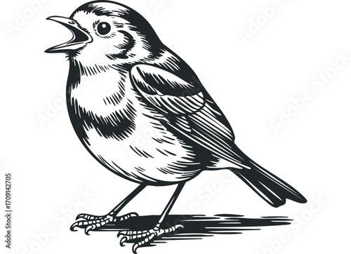 Woodcut Style Songbird Singing Transparent. Vector hand drawn illustration