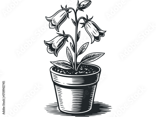 Bellflower plant in a pot illustration on transparent background. Vector hand drawn illustration