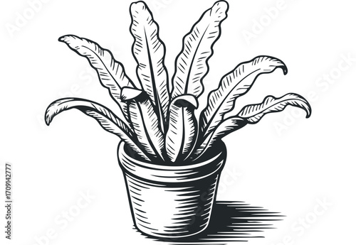 Potted bird's nest fern plant sketch. Vector hand drawn illustration