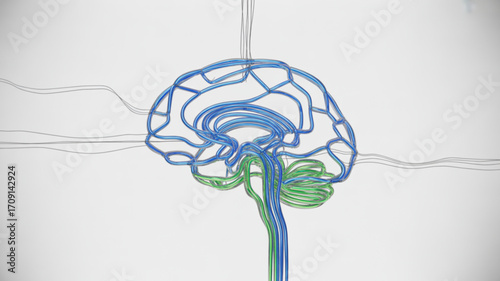Human brain anatomy illustration medical science neurology healthcare study and mind research concept design art