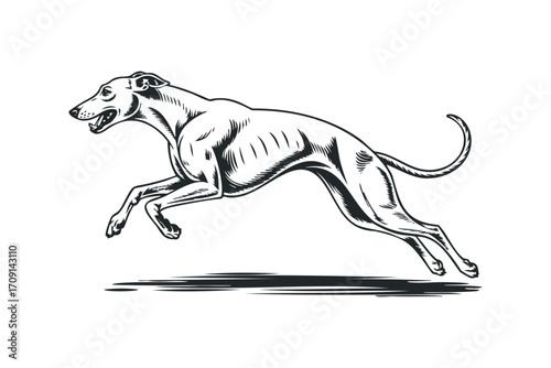 Greyhound dog running fast, transparent. Vector hand drawn illustration