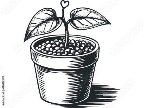 Vine sprout in a pot with leaves and a heart-shaped sprout. Vector hand drawn illustration