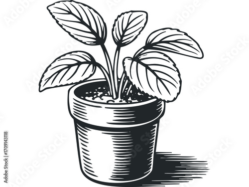 Potted plant with broad leaves depicted in a woodcut style. Vector hand drawn illustration