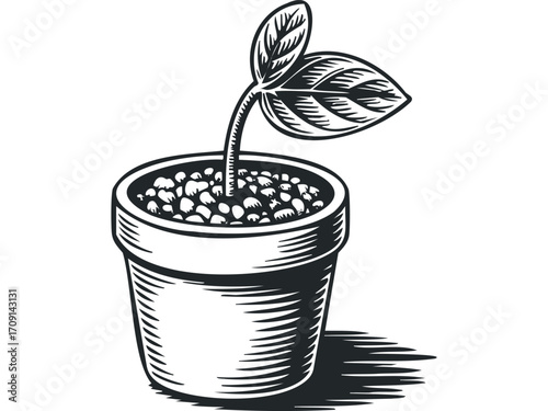 Small seedling in a pot with soil,. Vector hand drawn illustration
