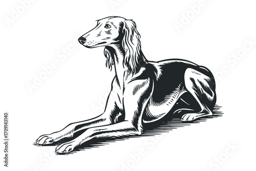 Graceful Greyhound Dog Lying Down Animal Silhouette. Vector hand drawn illustration