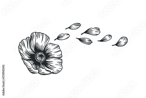 Hand Drawn Poppy Flower With Floating Petals. Vector hand drawn illustration