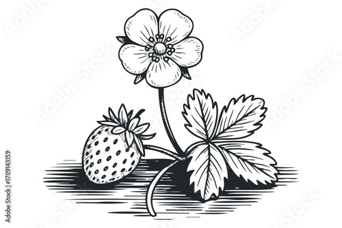 Pungent Strawberry Fruit and Flower Isolated on Transparent. Vector hand drawn illustration