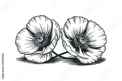 Two delicate poppy flowers in a classic black and white line drawing style on transparent. Vector hand drawn illustration
