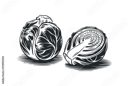 Cabbage whole and cut in half isolated on white, line art. Vector hand drawn illustration