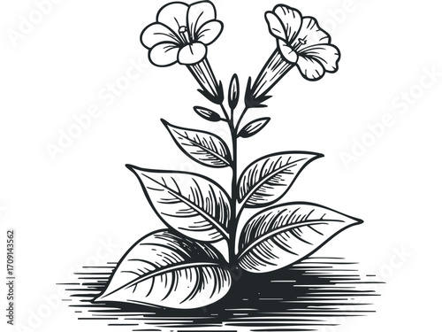 Line art botanical drawing of tobacco plant with twin trumpet flowers and leaves. Vector hand drawn illustration