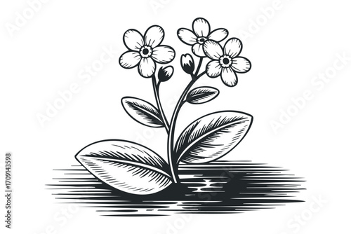 Ink drawing of forget me not flowers on a transparent background. Vector hand drawn illustration