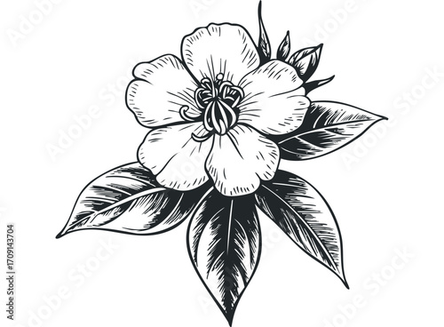 Vintage botanical illustration of a single flowering plant with detailed petals and leaves. Vector hand drawn illustration