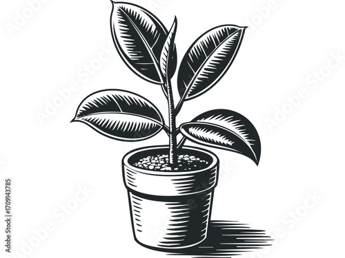 Ficus Plant in Potted Soil with Shadow. Vector hand drawn illustration