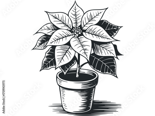 Black and White Potted Poinsettia Plant on Transparent Background. Vector hand drawn illustration