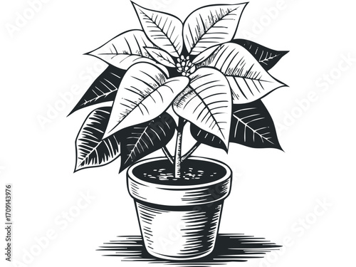 Black and white poinsettia plant in pot line drawing. Vector hand drawn illustration