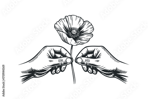 Hands holding poppy flower stem. Vector hand drawn illustration