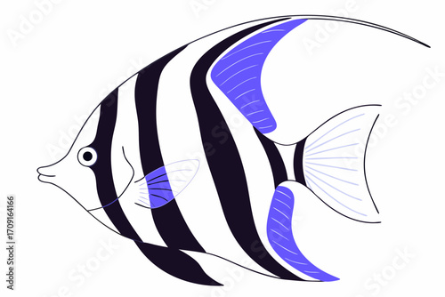 vector illustration of a angelfish