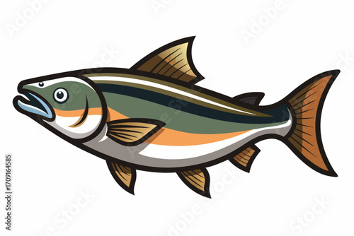 vector illustration of a salmon fish