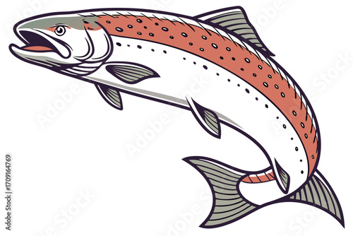 vector illustration of a trout fish