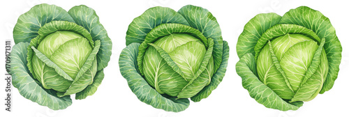 Cabbage heads, watercolor painting , iisolated on transparent background, hand-painted vegetables