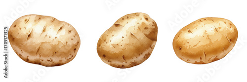 Three potatoes, isolated on transparent background, hand-painted vegetables