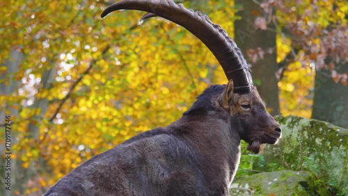Close up view of a capricorn ibex buck with large horns standing and looking around on a sunny autumn day
