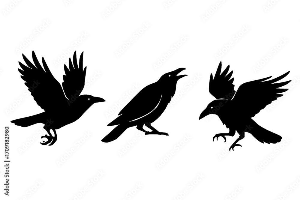 Fototapeta premium Three striking raven silhouettes in dynamic poses: one soaring in flight, one calling from the ground, and one with wings spread mid-motion. Bold black shapes on a crisp white background.